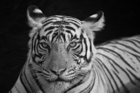 Retrato infrarrojo en blanco y negro de un tigre salvaje sentado en un pozo de agua en el parque nacional Ranthambhore en la India