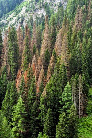Coniferous pine trees, Gurez valley, Bandipora, Kashmir, India, Asia