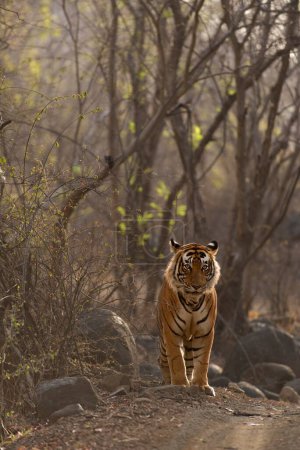 Téléchargez les photos : Tigre du Bengale, parc national de Ranthambhore, rajasthan, Inde, Asie - en image libre de droit