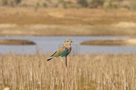 Aves; Rodillo indio; Coracias benghalensis Neelkanth bird; Nimaj; Rajasthan; India