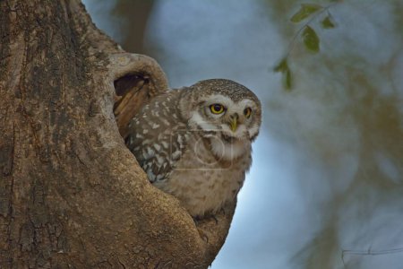 Spotted Owlet peeping from tree hole, Ranthambore, rajasthan, India, Asia