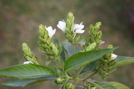 Photo for Medicinal plant , Adulsa , latin name Adhatoda vasica - Royalty Free Image