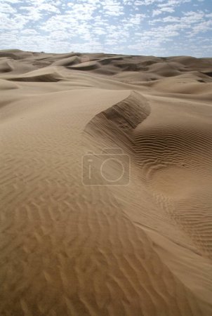 Foto de Thar Desert Plants in Sand Dunes , Sam Sand Dunes , Jaisalmer, Rajasthan , India - Imagen libre de derechos