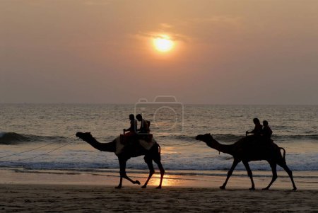 Photo for Tourists enjoying camel ride at sunset with sparkling water of Arabian sea, Ganapatipule Beach, southern Konkan coast, District Ratnagiri, Maharashtra, India - Royalty Free Image