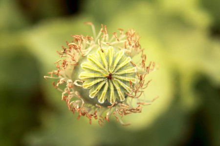 Poppy flower bulb , Neemuch , Madhya Pradesh , India