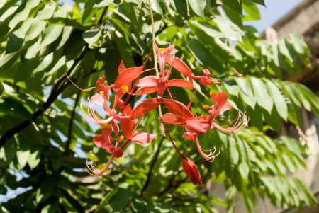 Photo for Red flower pride of orchid Marathi name ratanjyot amhersita nobilis very rare tree in Mumbai - Royalty Free Image