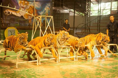 Foto de Espectáculo de tigre, zoológico de tigre sriracha, Bangkok, Tailandia, Asia - Imagen libre de derechos
