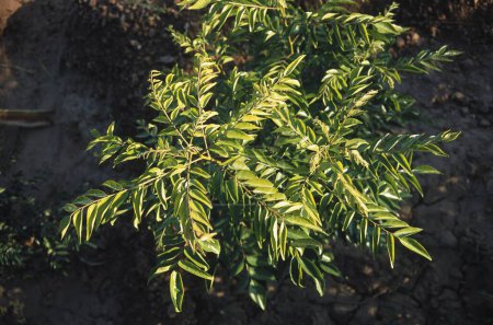Foto de Especias, Murraya koenigii linn spreng, Curry Leaf Tree growing herb herbal ayurvedic medicinal plants - Imagen libre de derechos