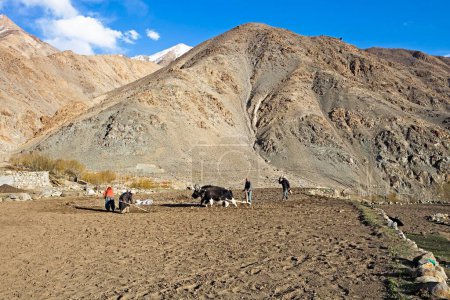 Téléchargez les photos : Villageois semant des pommes de terre pois dans le champ ladakh jammu & Cachemire Inde Asie - en image libre de droit