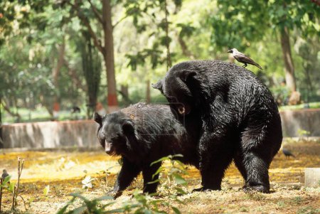 Himalayan Black Bear Mating