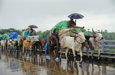 Photo for Bullock Carts in India - Royalty Free Image