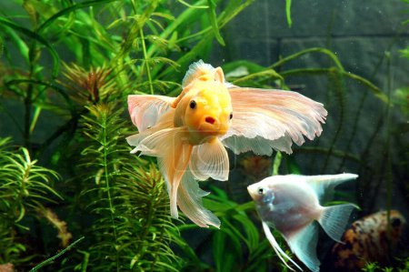 Photo for Fishes , Gold Fish (Chinese Oranda Hi Cap) Latin Name (Carassius Auratus) (Ptero Phyllum Scalare) and White Angel - Royalty Free Image
