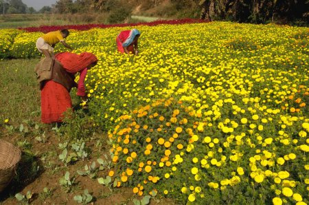 Foto de Cultivo de flores en Midnapur, Bengala Occidental, India - Imagen libre de derechos