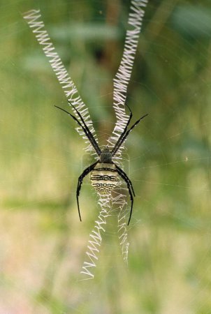 Photo for Spider and Web close up - Royalty Free Image