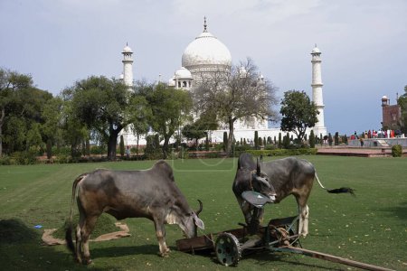 Téléchargez les photos : Bullocks utilisés pour couper l'herbe de pelouse dans le jardin de Taj Mahal Septième merveilles du monde sur la rive sud de la rivière Yamuna, Agra, Uttar Pradesh, Inde Site du patrimoine mondial de l'UNESCO - en image libre de droit