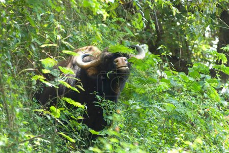 Gaur Indian bison at Singara near Madumalai ; Nilgiris ; Tamil nadu ; India