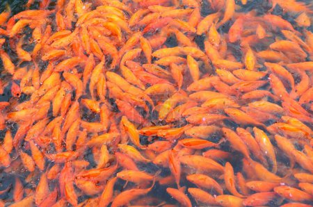 Foto de Estanque lleno de peces de colores en el palacio de Dong-Yang; China - Imagen libre de derechos