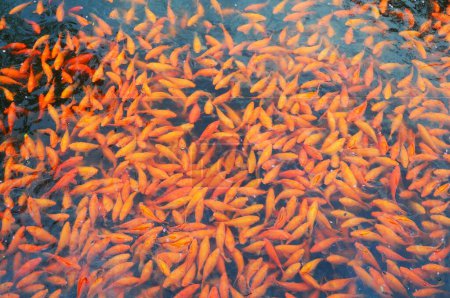 Photo for Pond full of goldfish in Dong-Yang palace ; China - Royalty Free Image