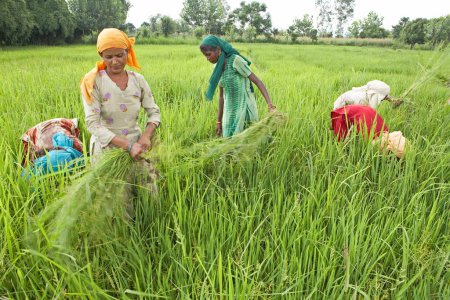Foto de Mujeres sacando malas hierbas de campos de arroz en una aldea en Uttaranchal; India - Imagen libre de derechos