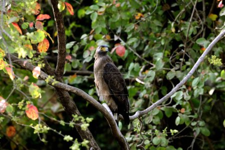 Águila pescadora de cabeza gris, sasan gir, Gujarat, India, Asia