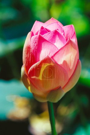 Téléchargez les photos : Lotus Nelumbo nucifera dans la nature - en image libre de droit