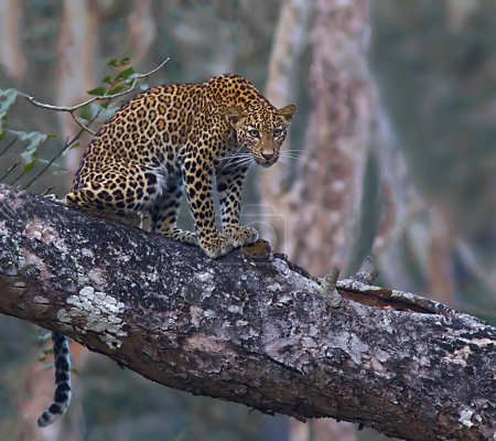 Leopard sitting on tree Karnataka India Asia