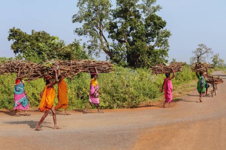 Photo for Woman carrying firewood, bastar, chhattisgarh, india, asia - Royalty Free Image