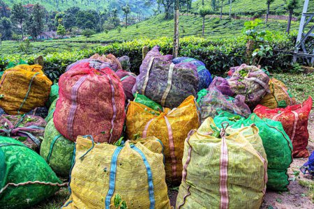 Photo for Packed tea leaves bags, Munnar, Idukki district, Kerala, India - Royalty Free Image