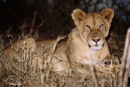Foto de Leona Panthera Leo, Masai Mara, Kenia, África - Imagen libre de derechos