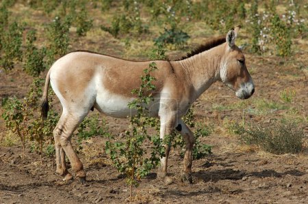 Téléchargez les photos : Wild Ass Equus Hemionus Pallas in cotton field ; Gujarat ; India - en image libre de droit