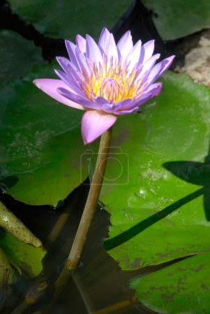 Téléchargez les photos : Lotus nelumbo nucifera coloré eau Lilly fleur sacrée de l'hindouisme dans le district de Vasai ; Thane ; Maharashtra ; Inde - en image libre de droit