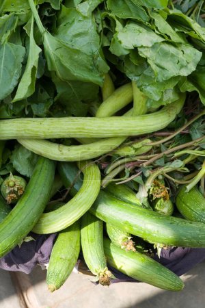 Photo for Green vegetable cucumber and spinach , India - Royalty Free Image