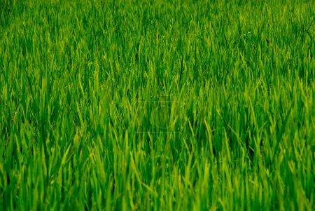 Photo for Rice Field at Sonmarg ; Jammu & Kashmir ; India - Royalty Free Image