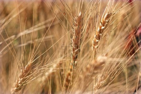 Photo for Wheat Field ready for harvest - Royalty Free Image