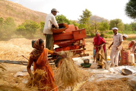 Foto de Los aldeanos o agricultores descascaran el trigo y lo llenan con bolsas de artillería después de la cosecha en la aldea de Dimba; distrito Pune; Maharashtra; India - Imagen libre de derechos