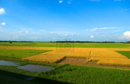 Paddy fields , Jalpaiguri , West Bengal , India