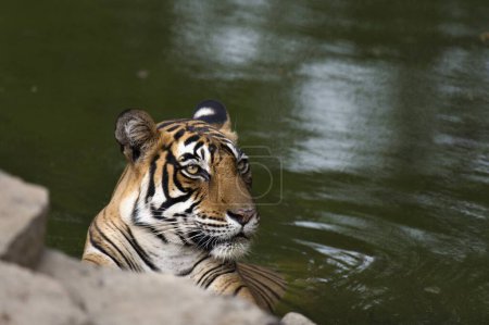 Téléchargez les photos : Tigre du Bengale reposant dans un trou d'eau Parc national de Ranthambhore, rajasthan, Inde, Asie - en image libre de droit