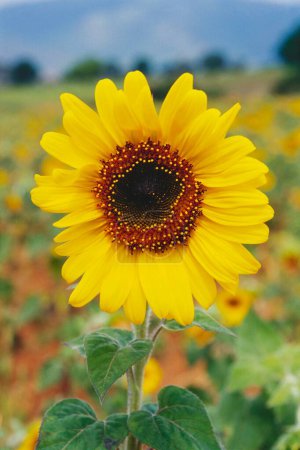 Photo for Sunflower Helianthus annuus , karnataka , india - Royalty Free Image