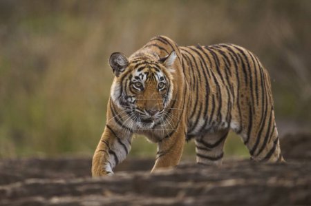 Téléchargez les photos : Tigre du Bengale dans le parc national de Ranthambhore, rajasthan, Inde, Asie - en image libre de droit