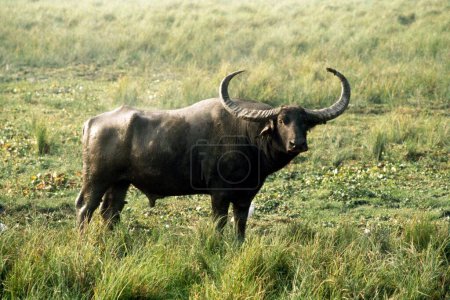 Foto de Wild Buffalo Bison o Gaur Bos Gaurus, bovino más feroz del mundo, parque nacional de Kaziranga, Assam - Imagen libre de derechos