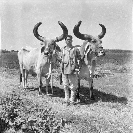 Foto de Viejo vintage negro y blanco 1900s imagen de indio hombre campo bueyes India 1940 - Imagen libre de derechos