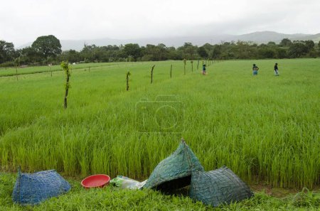 Foto de Protección contra la lluvia hecha a mano en el arrozal verde, sindhudurg, Maharashtra, India, Asia - Imagen libre de derechos