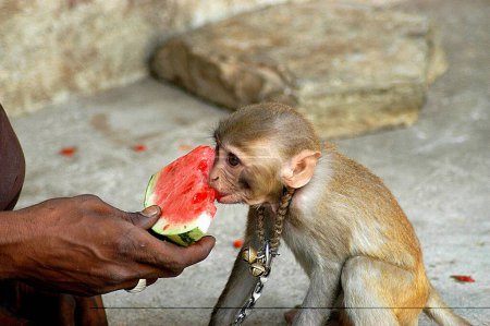 Photo for Hand feeding watermelon monkey in Hyderabad ; Andhra Pradesh ; India - Royalty Free Image