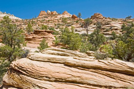 Refinamientos que tienen lugar continuamente en la piedra arenisca roja en una mirada única al parque nacional Zion Canyon; Estados Unidos de América