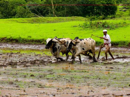 Téléchargez les photos : Fermier avec boeufs labourant rizière ; Malshej Ghat ; District Thane ; Maharashtra ; Inde - en image libre de droit