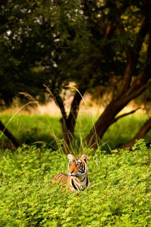 Téléchargez les photos : Tiger panthera tigris tigris dans les buissons du parc national de Ranthambore, Rajasthan, Inde - en image libre de droit