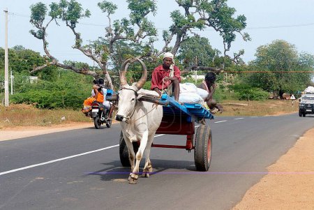 Téléchargez les photos : Homme conduisant un chariot à bœufs chargé sur la route nationale numéro 49 à Rameswaram ; Char Dham ; Tamil Nadu ; Inde - en image libre de droit