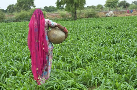 Photo for Woman carrying earthen pitcher in field Jodhpur Rajasthan India Asia - Royalty Free Image