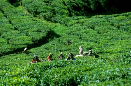 Femme cueillette de feuilles de thé, Jardin de thé, munnar, Inde