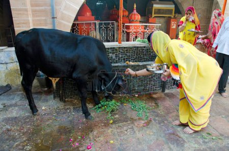 Foto de Mujeres adorando toro en templo jodhpur Rajasthan India Asia - Imagen libre de derechos